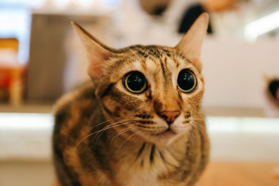 Dealing with Separation Anxiety in Pets