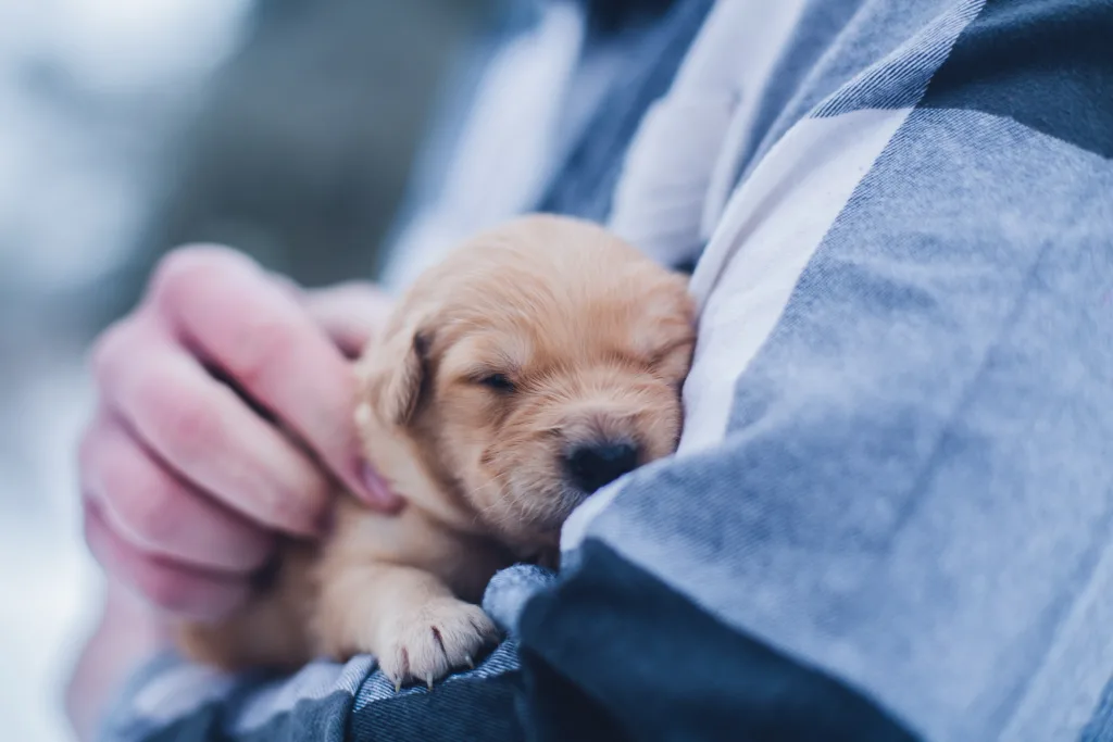Texas pet charities worker holds abandoned puppy