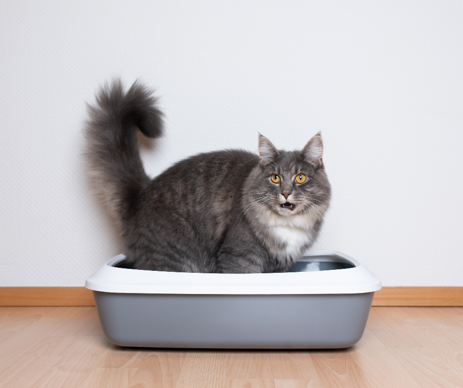 Grey cat in litter box as sign of cat stops using the litter box