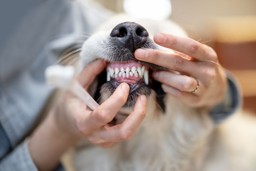 Pet Dental Health Month