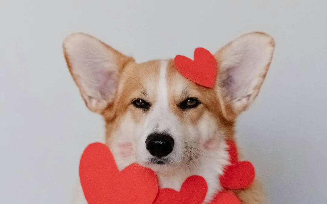 Valentine’s Day Pet Safety Tips