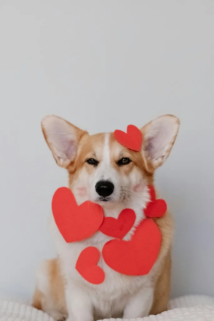 Corgi with heart necklace showing valentine's day pet safety tips