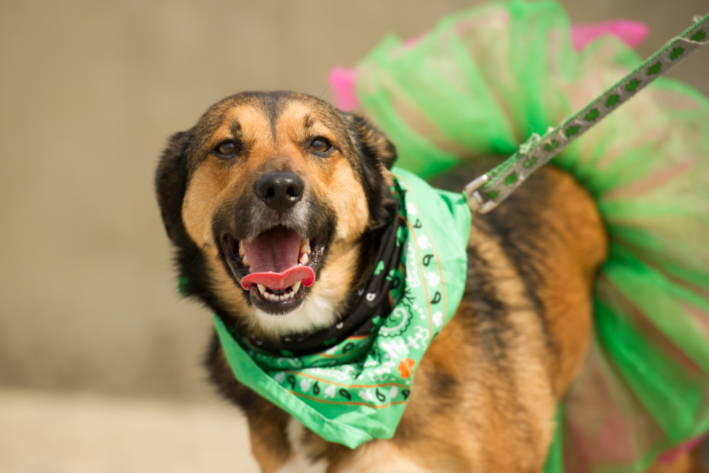German Shepherd mix smiles at camera adorning St. Patrick's Day garb in Dallas