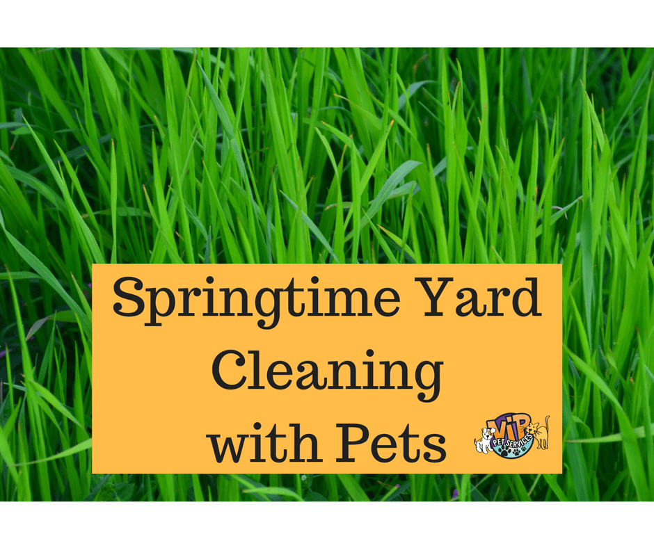 Springtime Yard Cleaning with Pets