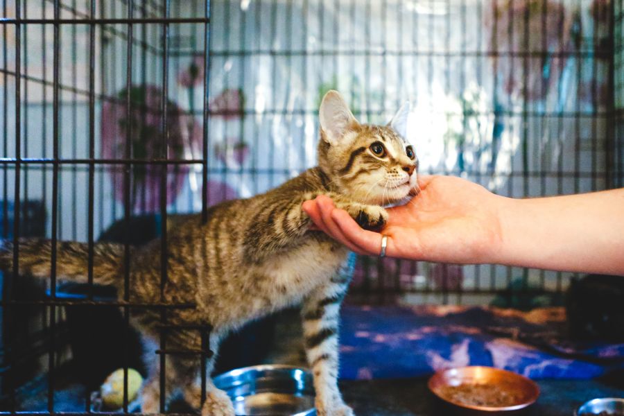 Five Things to Consider Before Adopting a Shelter Cat