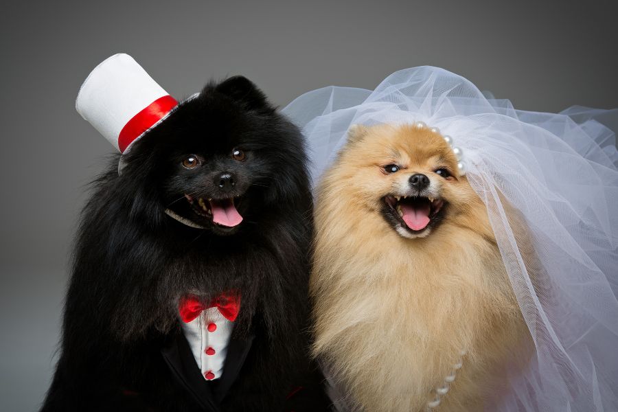 How to Include Your Pets in Your Wedding