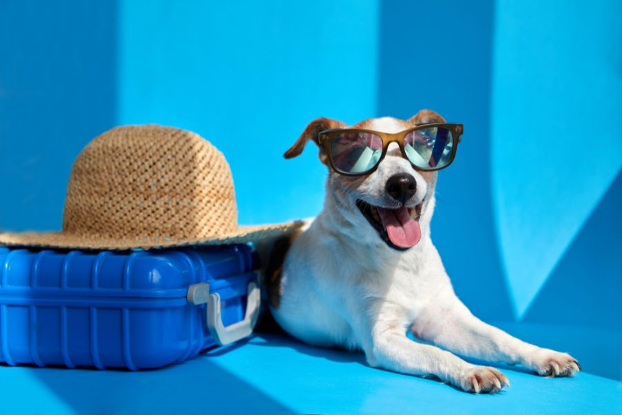 Summer Travel with Your Pet