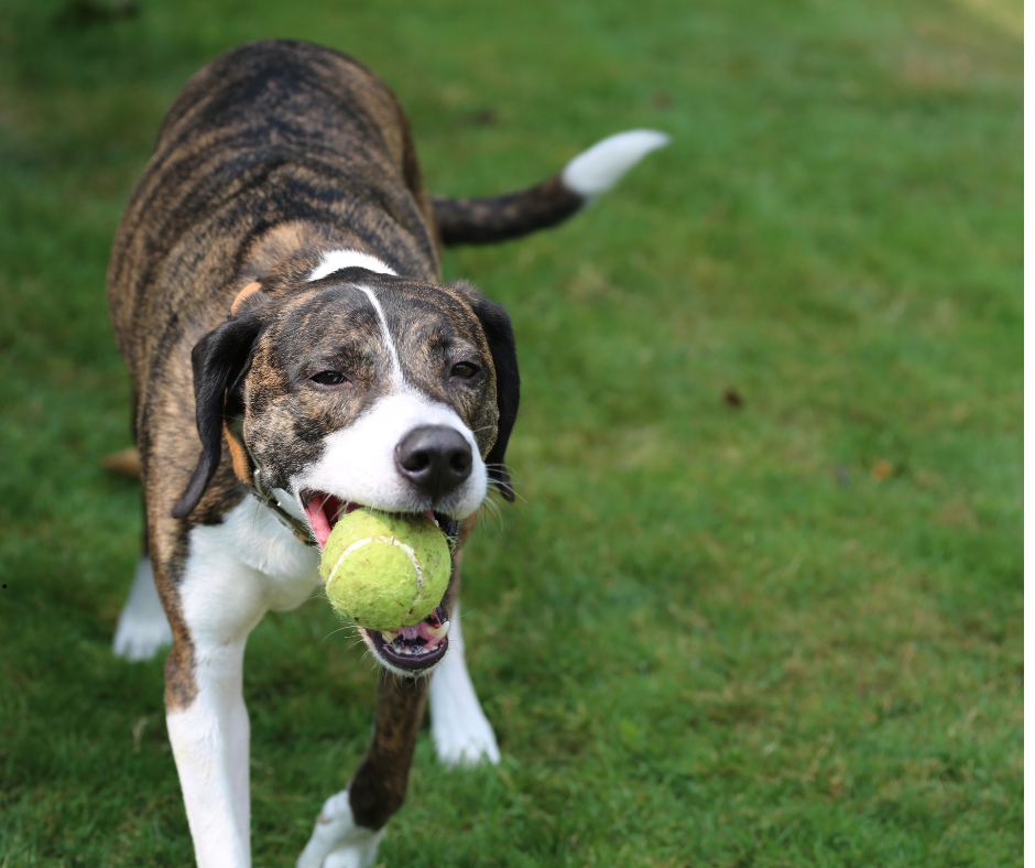 Dog plays with tennis ball during in-home pet sitting in austin