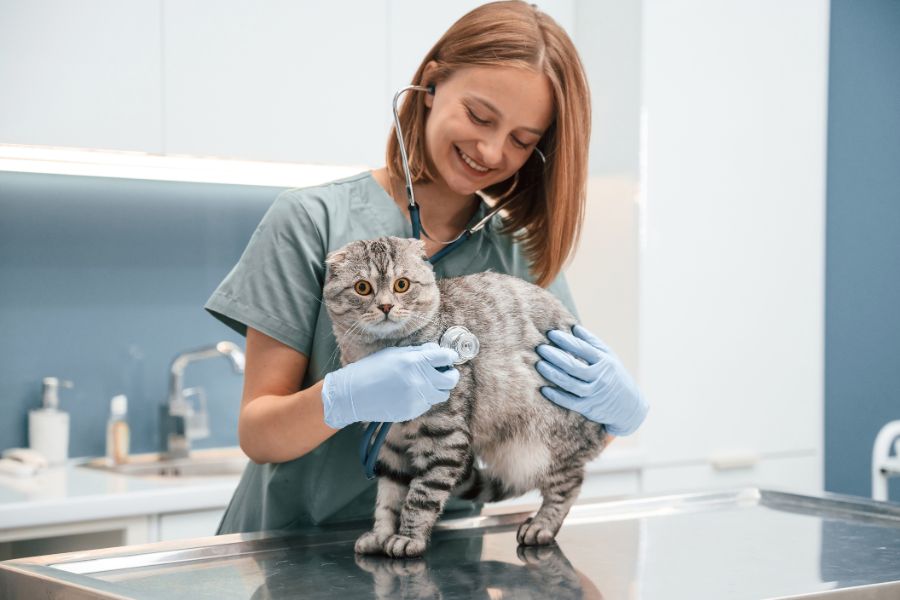 Tips on Taking Your Cat To the Vet