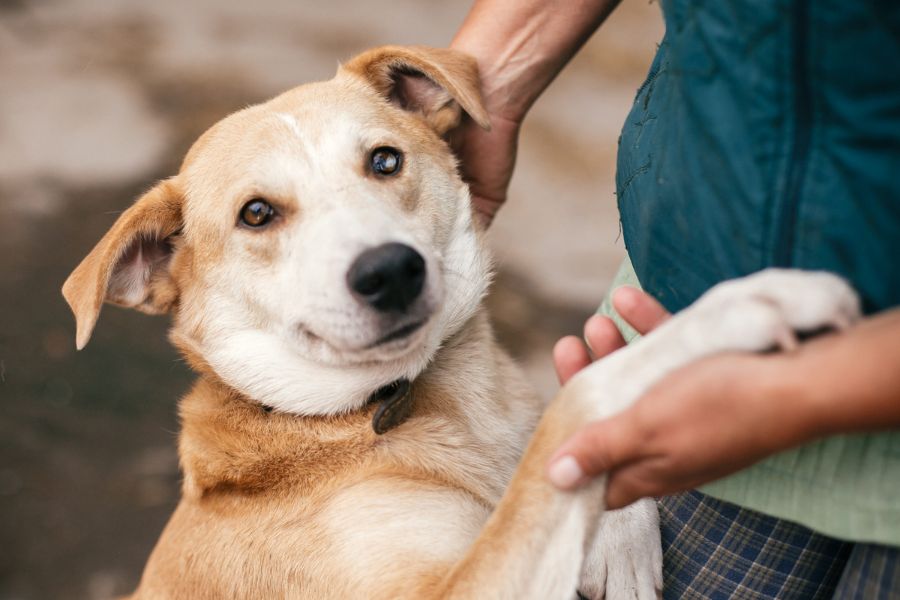 Everything You Need to Know About Rabies and Your Pets