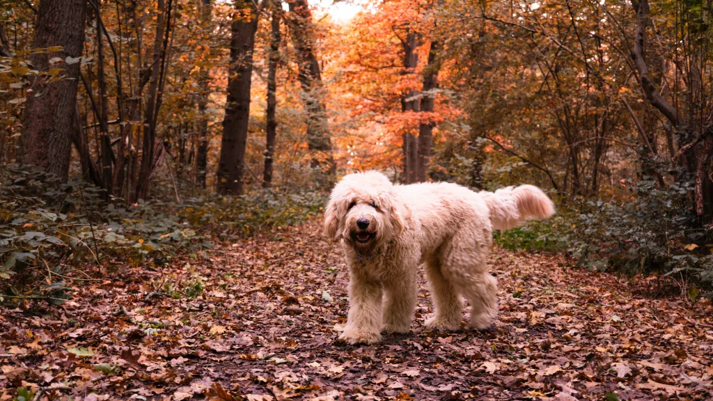 Goldendoodle walks during fall goals