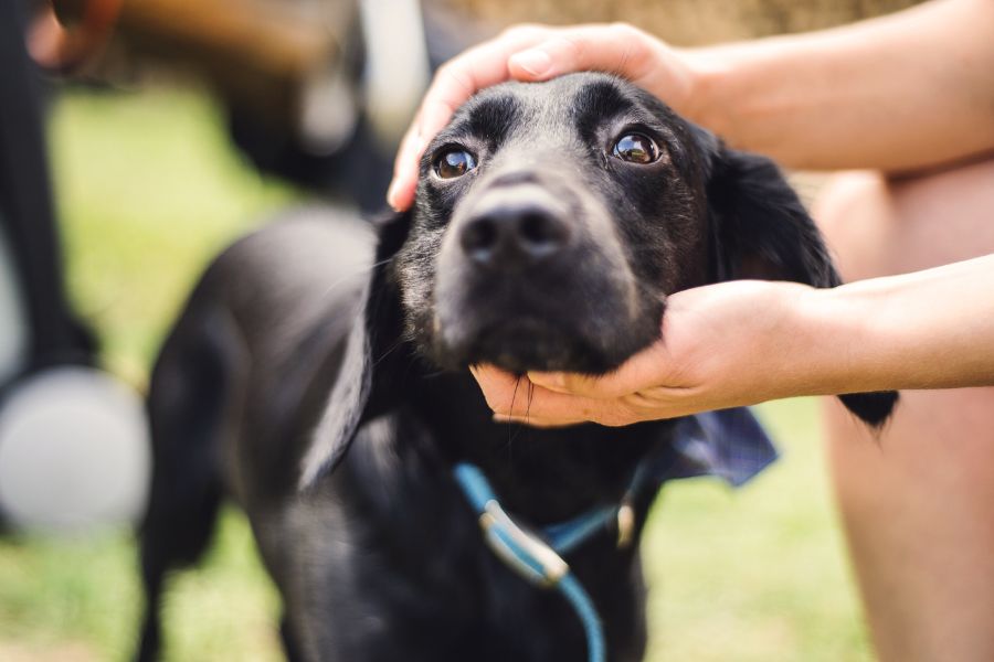 Five Reasons to Adopt a Shelter Dog 