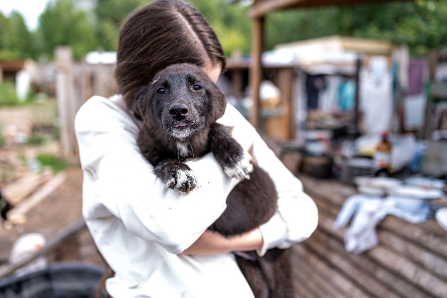 Five Reasons to Adopt a Shelter Dog