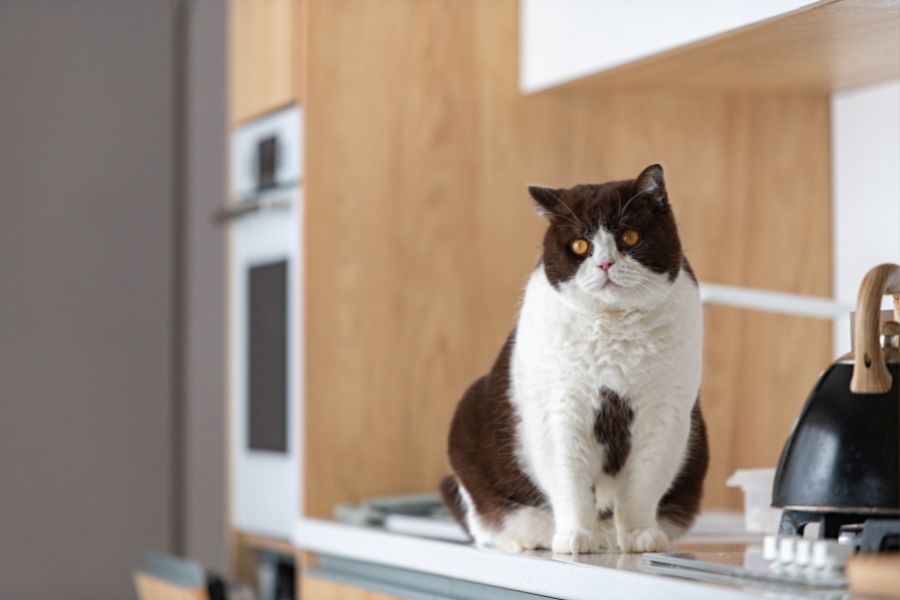 Pet Obesity Awareness and Prevention