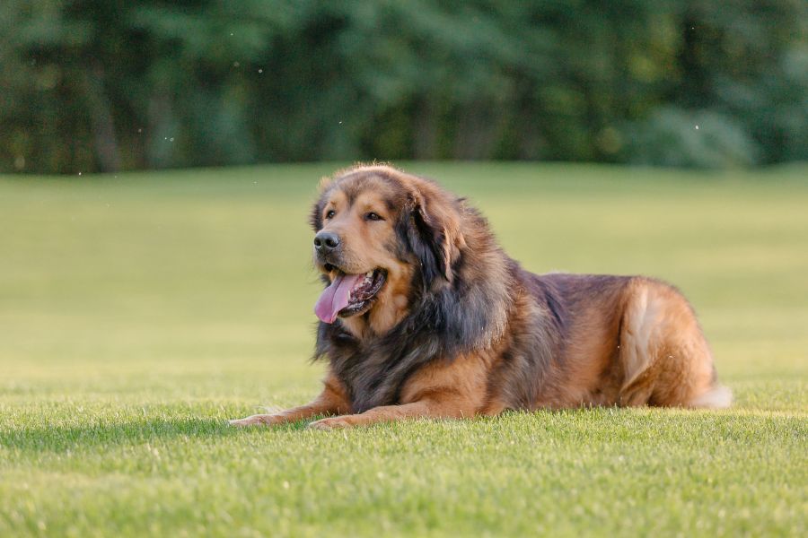Pet Obesity Awareness and Prevention