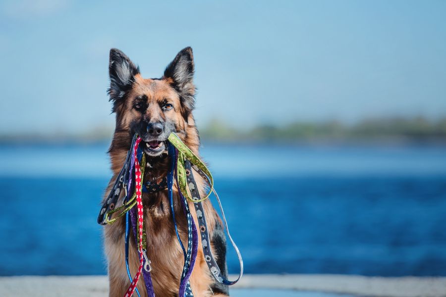 Tools for Happier Walks: Head Harnesses