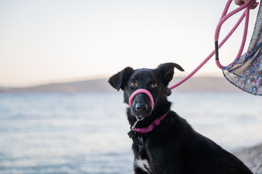 Tools for Happier Walks: Head Harnesses