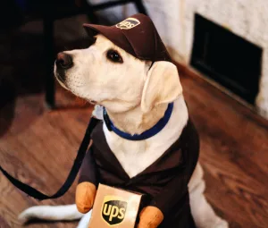keep your pet safe on Halloween like this dog wearing UPS costume