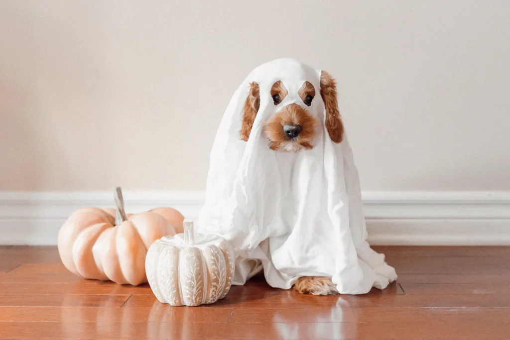 pet safety halloween