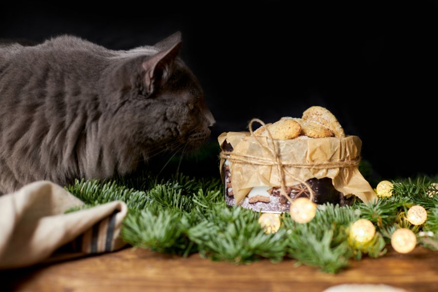Foods Not to Feed Your Pet this Holiday Season