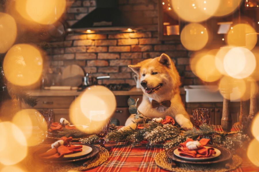 Foods Not to Feed Your Pet this Holiday Season