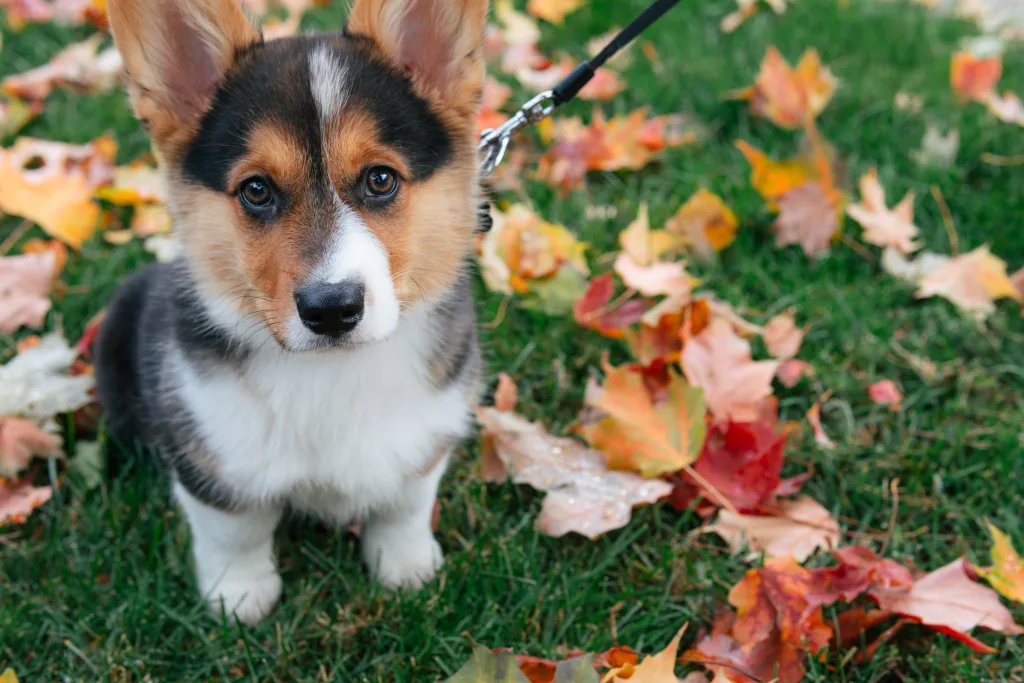 Corgi puppy plays amongst fall leaves as a way to enjoy pet-friendly Thanksgiving activities with their owner.