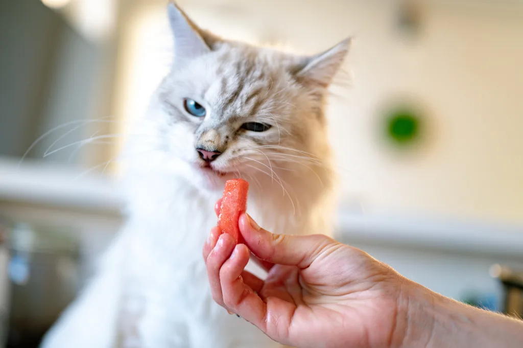 Change your pet's food as a New Year's resolutions