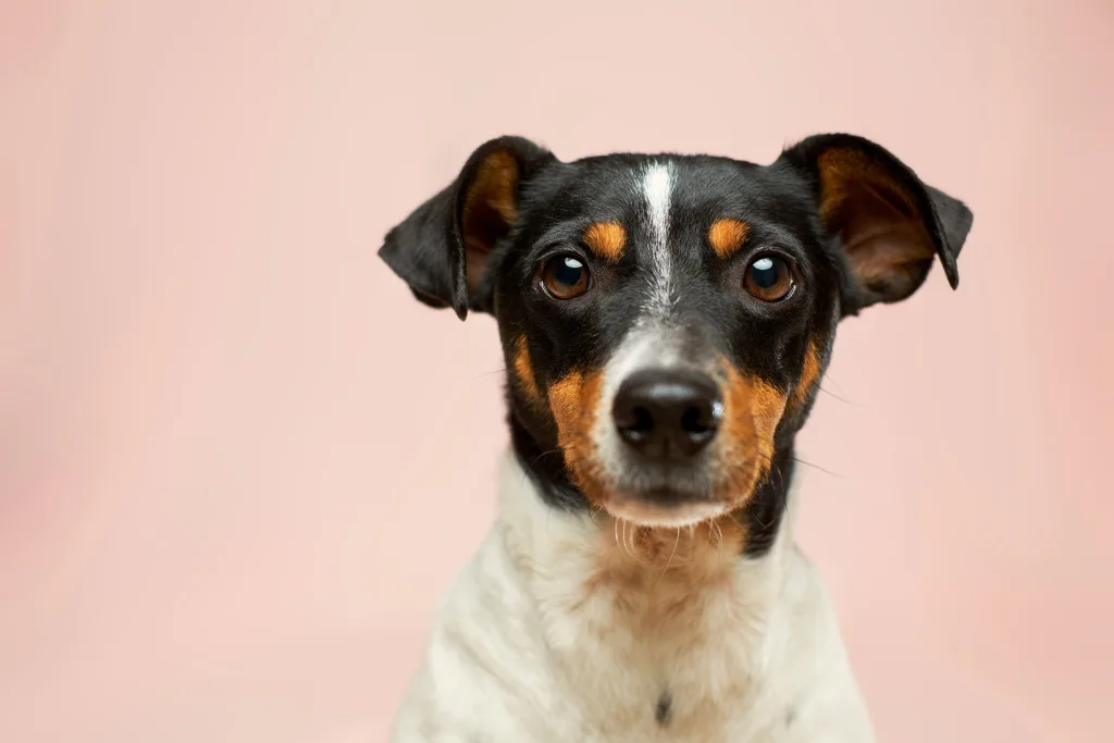 Rat terrier looking into camera amidst pink background to bring awareness to pet theft