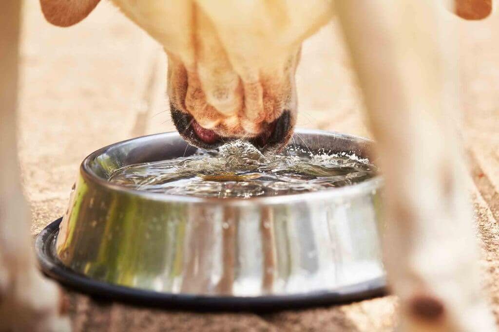 Dog drinking water out of bowl