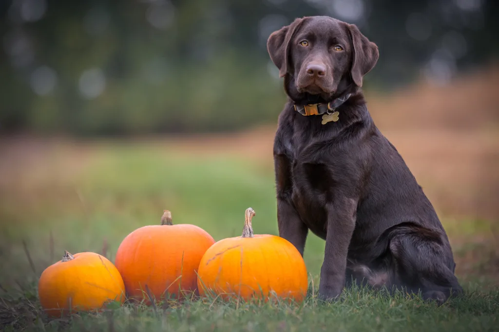 Fall pet safety tips for pet parents