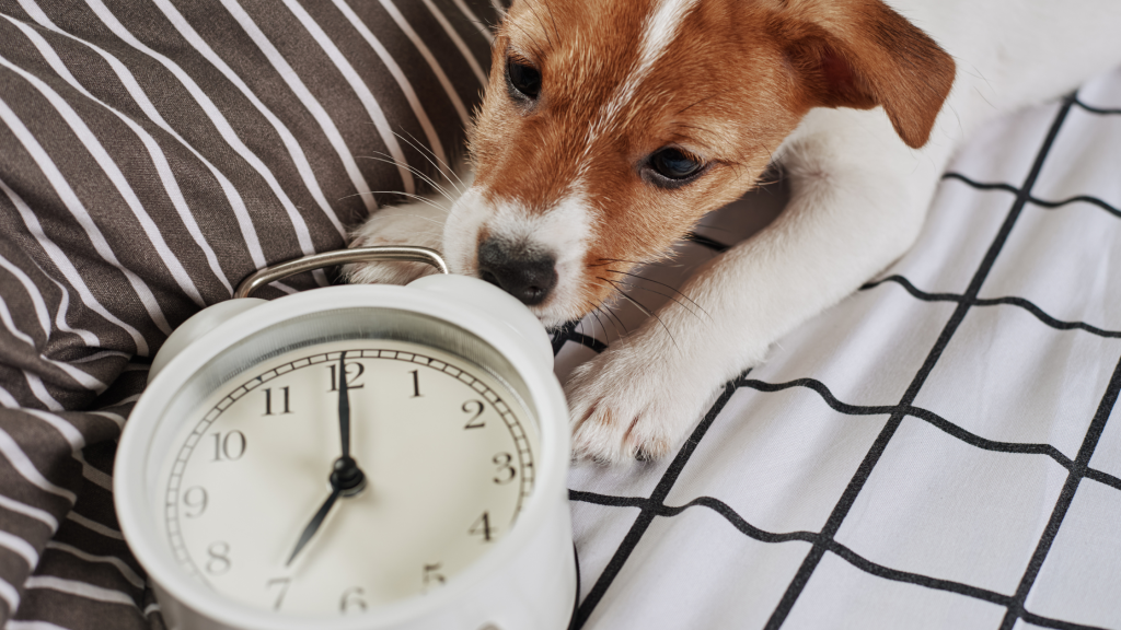 Dallas and Austin pet sitters give tips on helping your pet adjust to daylight savings time like this Jack Russel terrier puppy nudging an alarm clock.