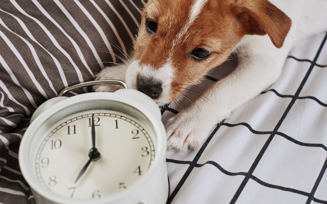 Daylight Savings Time:  How Does It Affect Your Pet?