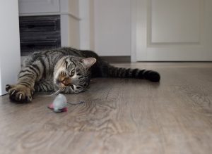 Cat playing indoors with toy mouse while laying on floor