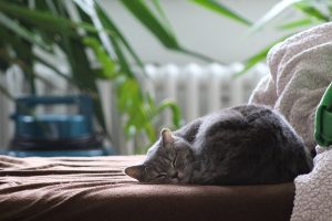 Gray cat sleeping on couch next to blanket