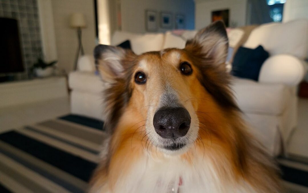 Collie dog inside looking into camera with sofa in background
