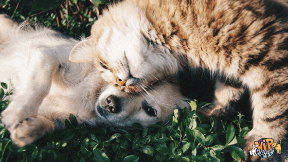 Dog and Cat rubbing their heads on each other in grass