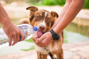 Dog drinking out of water bottle offered by humans