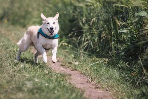Dog in harness running on trail outside