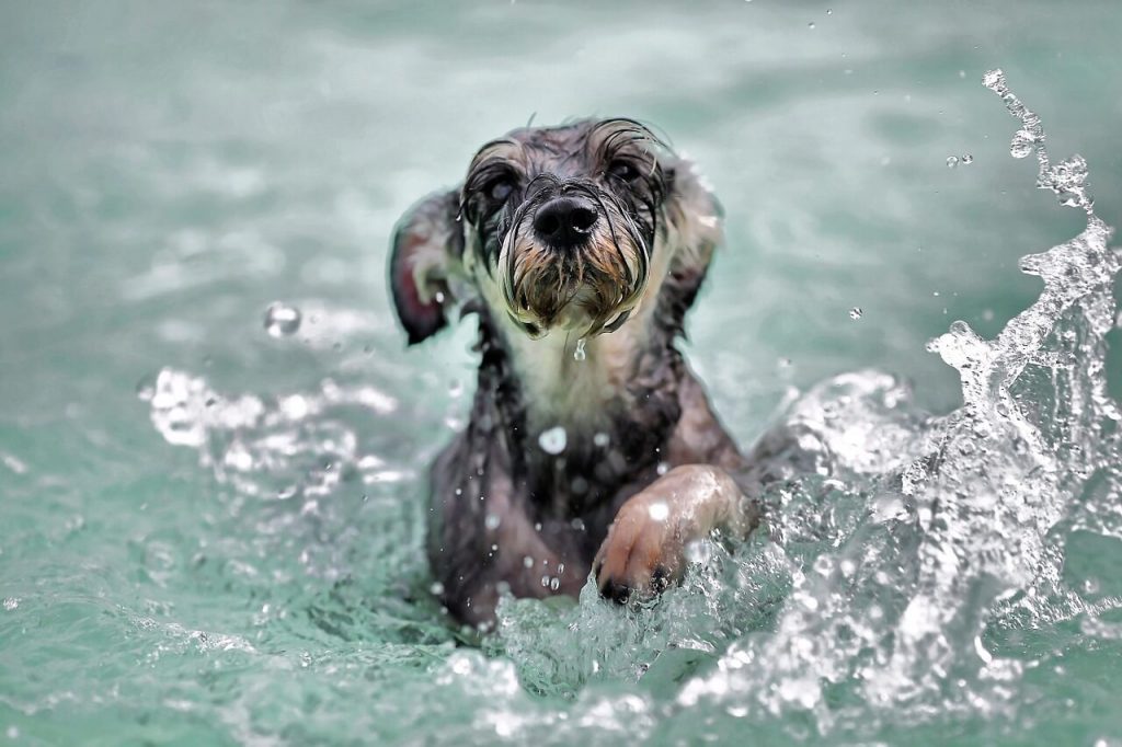 Small gray and black dog swimming in water