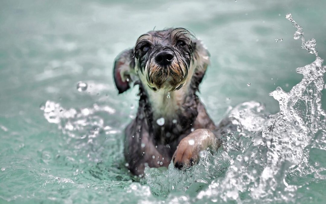 Small gray and black dog swimming in water