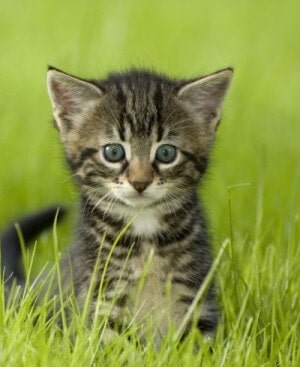 Grey Tabby Kitten Green Grass