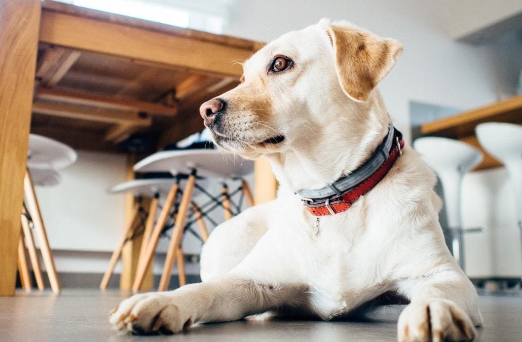 Are GPS Dog Collars Really Effective?