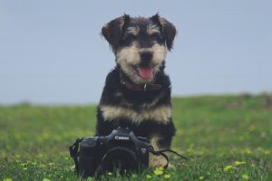 Camera on grass in front of dog
