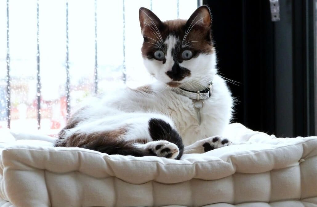 The Best Cat Bed For Your Little Feline Friend