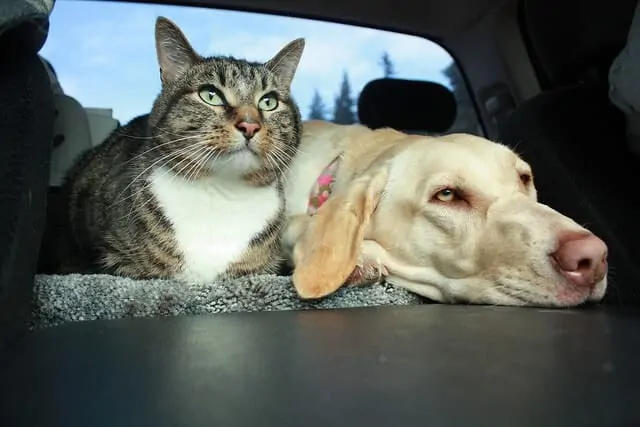 cat and dog in vehicle
