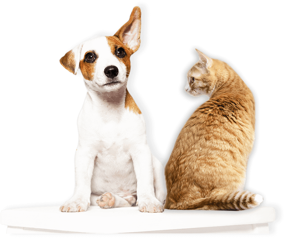 white and brown spotted puppy and orange tabby cat wait for their pet sitter austin and pet sitter dallas