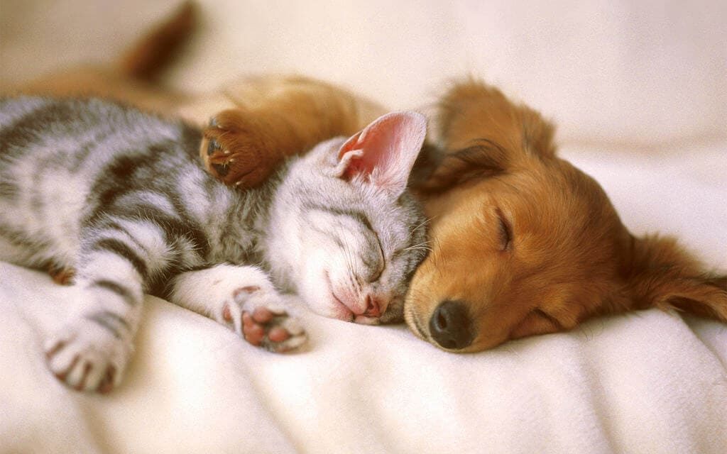 dog and cat cuddling