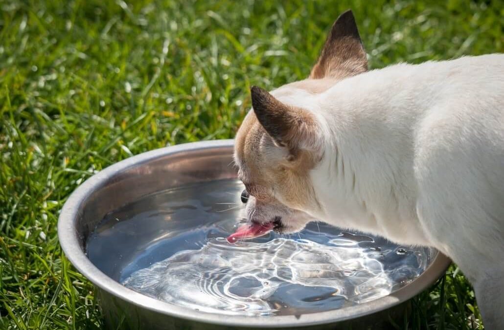 How Much Water Should A Dog Drink?
