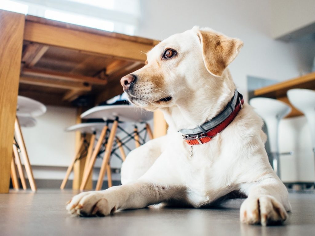 Golden lab on kitchen floor wanting to eat bread