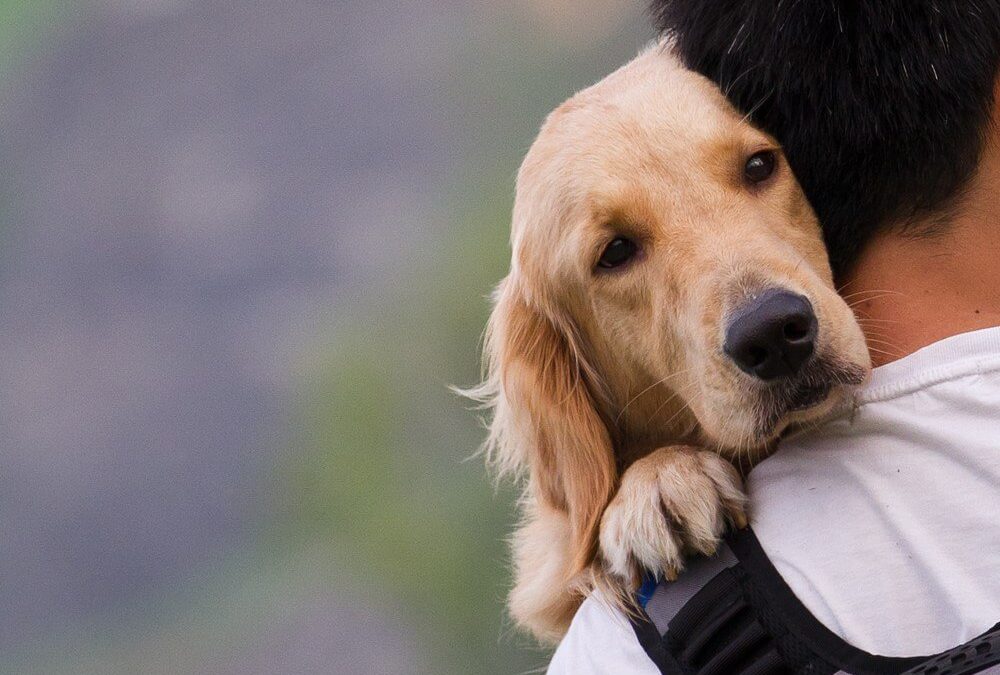 Be Pet-Prepared for a Natural Disaster